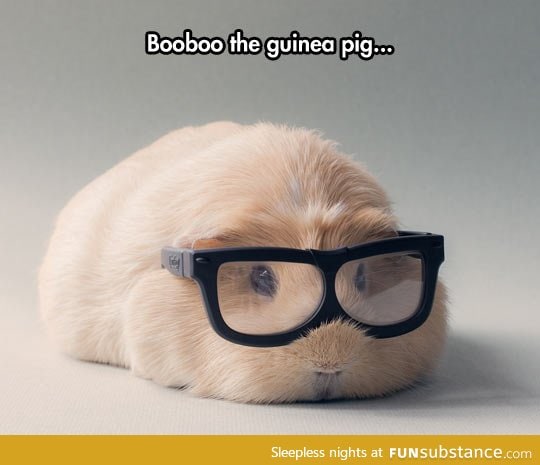 Hipster guinea pig