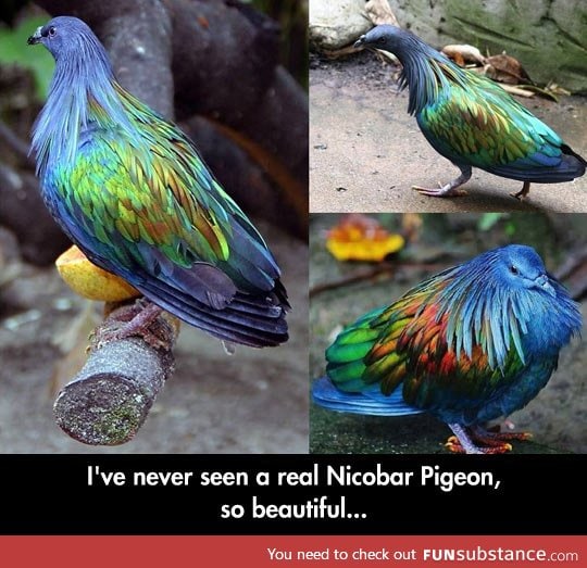 Nicobar pigeon