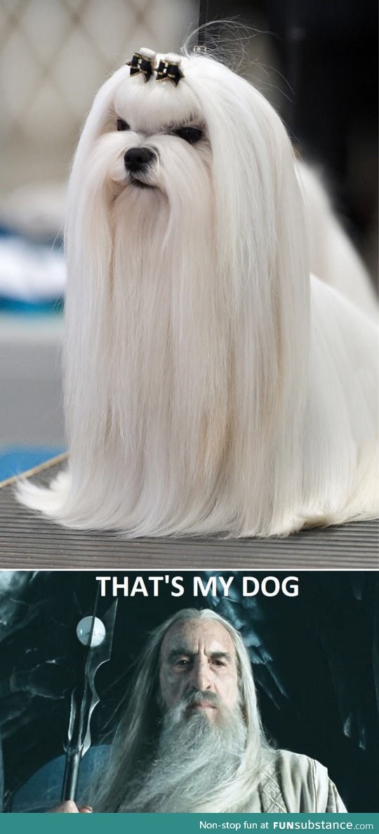 Saruman's dog