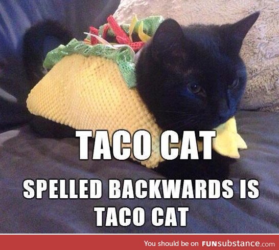 Taco cat