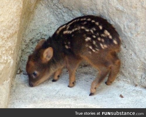 Pudu: the world's smallest deer