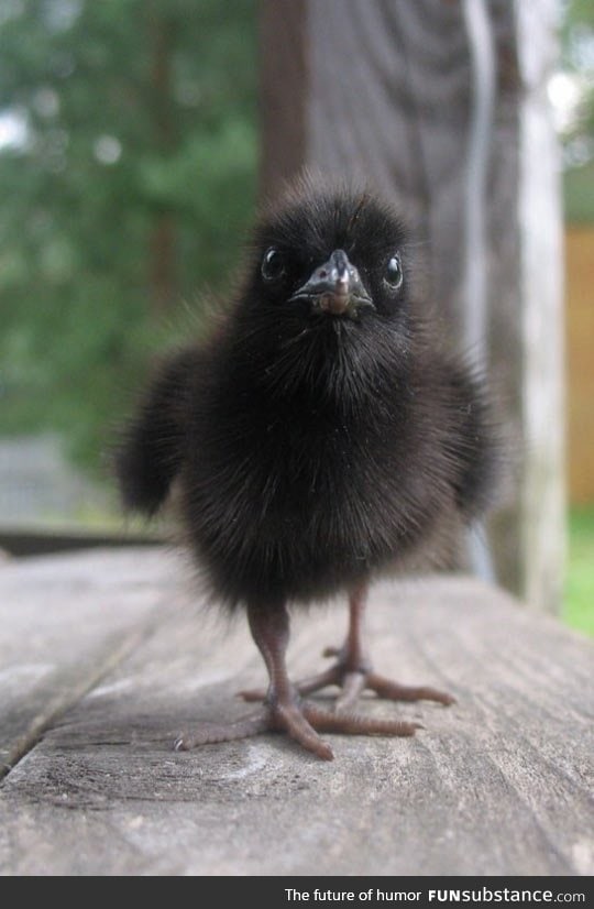 This Is What a Baby Raven Looks Like