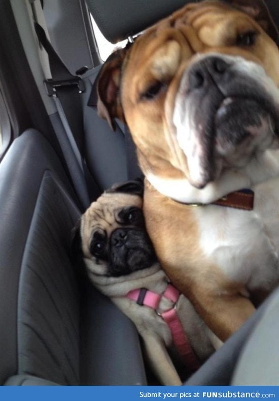 What it's like being the small person in a packed car