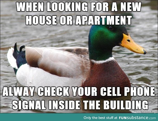 Actual advice mallard