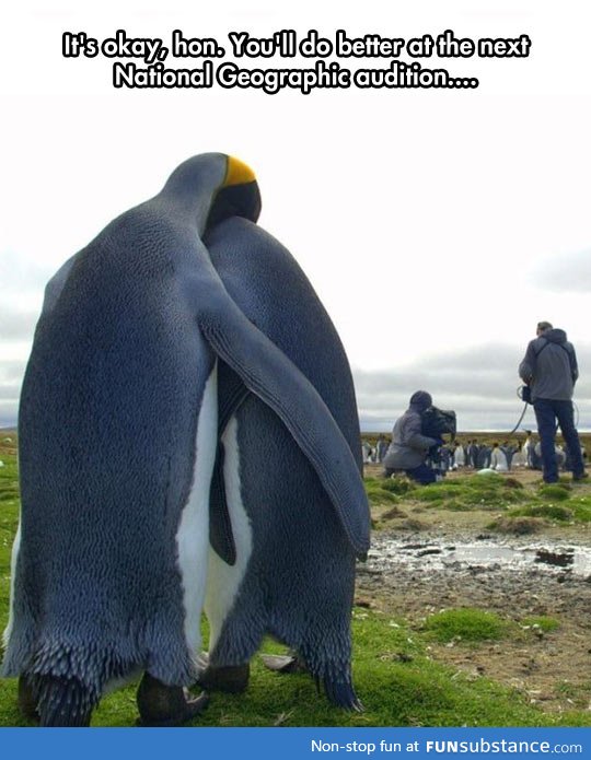 Poor penguin