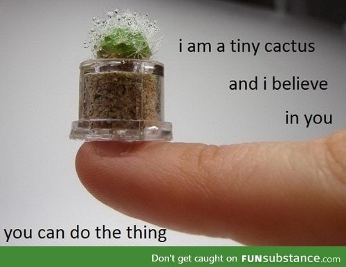 Thank you tiny cactus