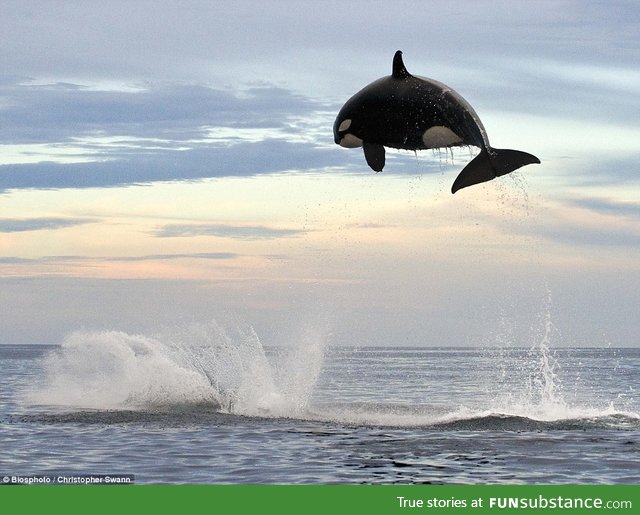 8 ton Orca jumps nearly 20 ft out of the water. Damn animal kingdom, you crazy