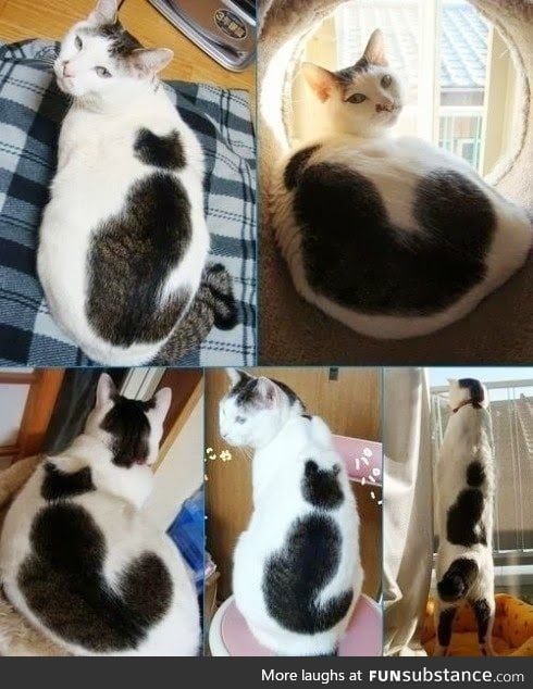 Catception