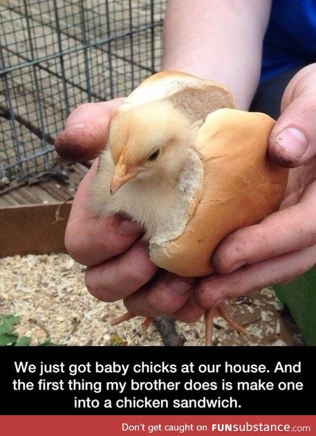 Chicken bun