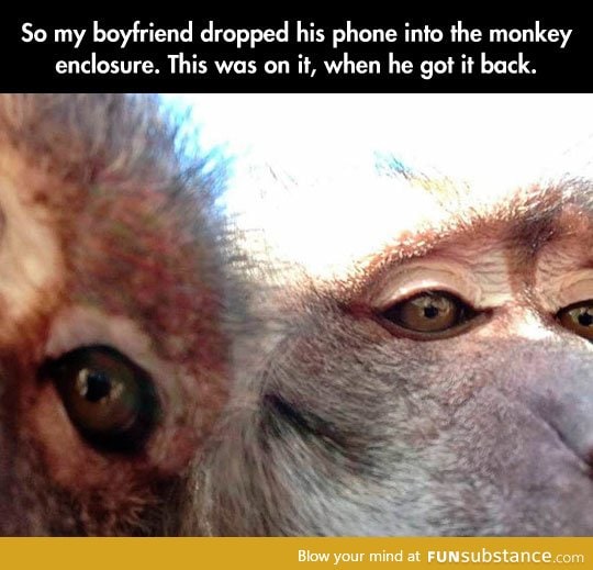 Monkey selfies