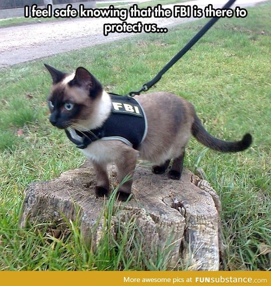 Feline bureau of investigation