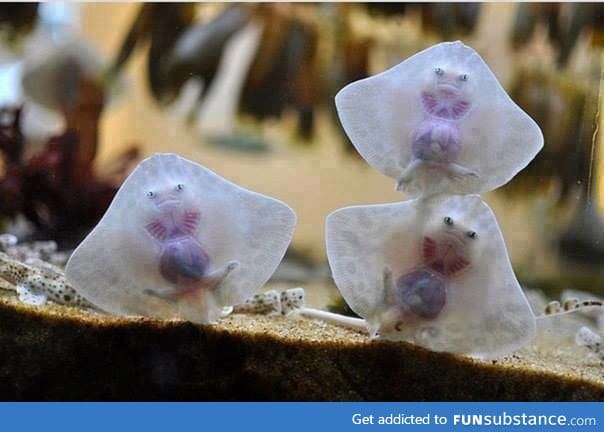 Baby stingrays