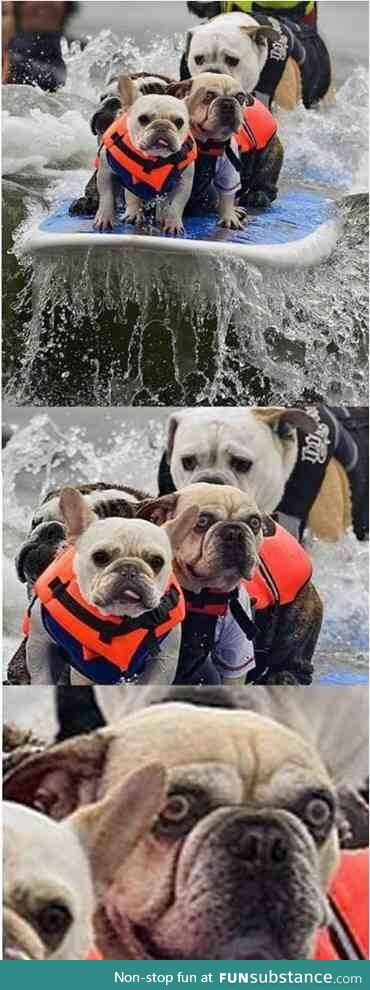 The day Bob realised surfing is not for him