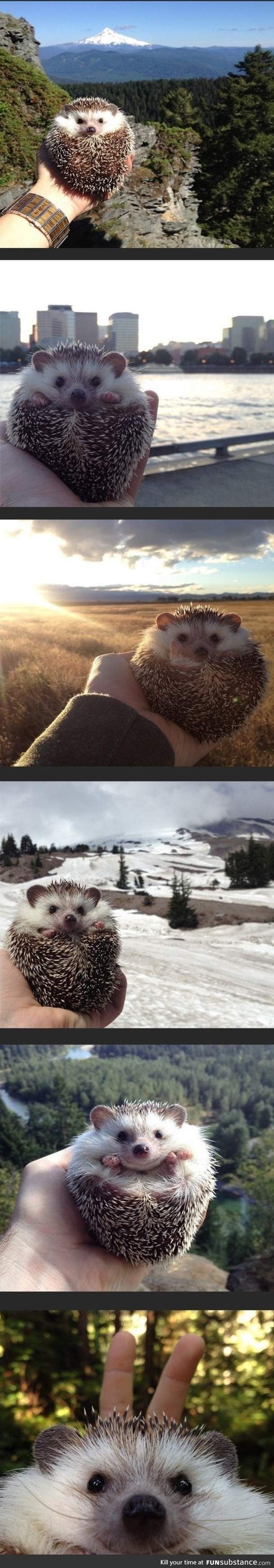 Hedgehog