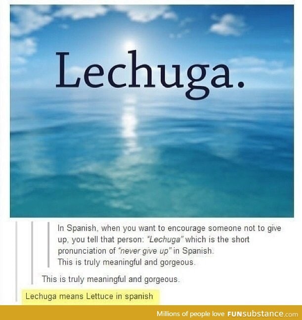 Lechuga.