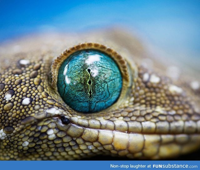 Green Eyed Gecko