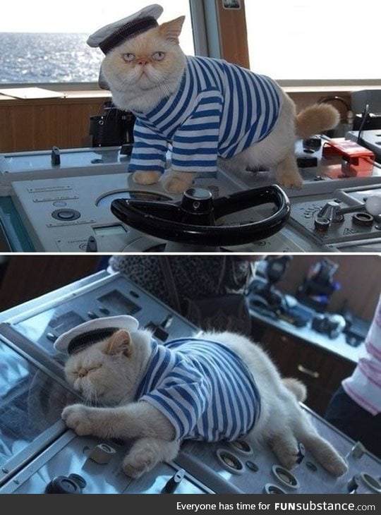 Captain cat