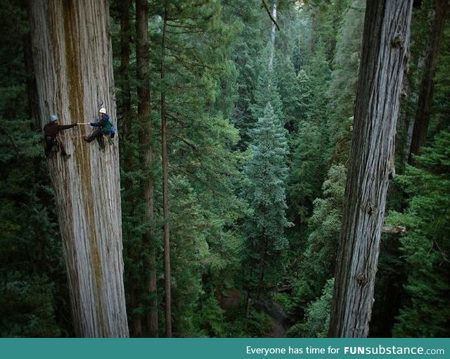 Redwood trees