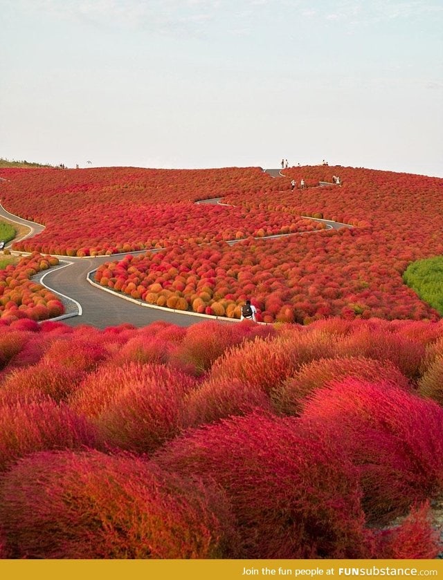 Hitachi Seaside Park in Japan