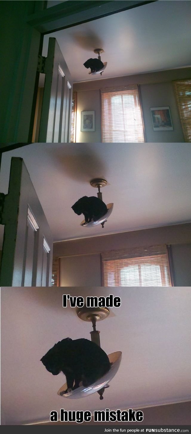 Most cats see elevated surfaces in your home as challenges.