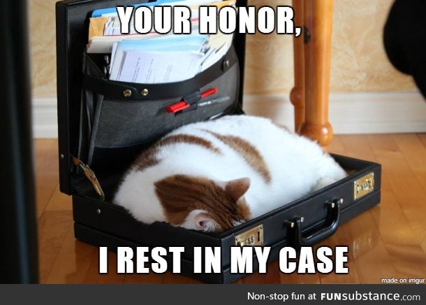 Lawyer cat