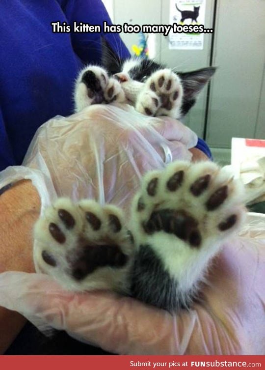 Too many kitty toes