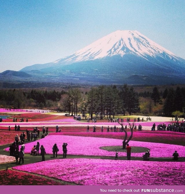 Japan in the spring