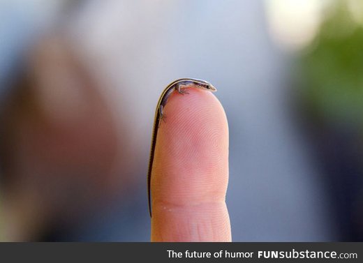 Tiny baby skink lizard