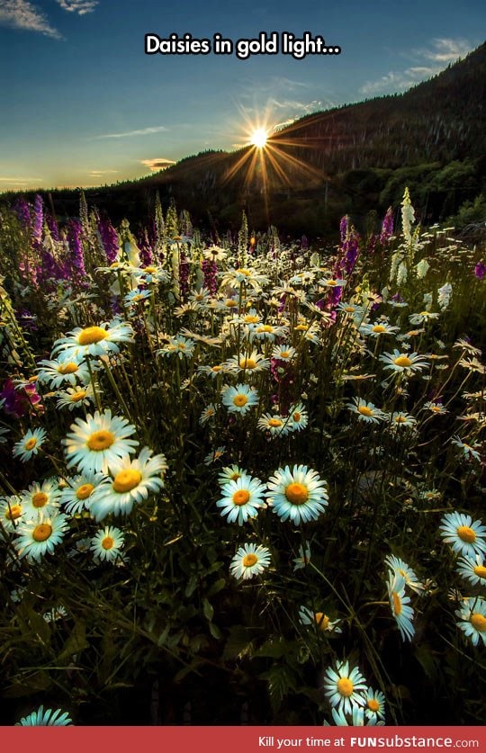 Daisies and ladies' gloves