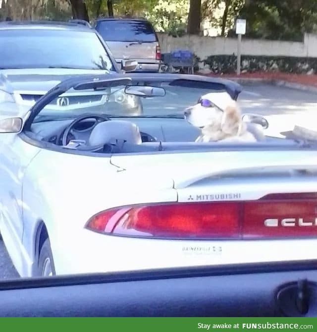 Dog chillin' at Sam's Club