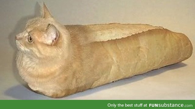 Trying to find pictures of purebred cats on google, was not dissapointed