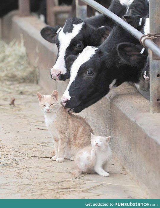 Cows giving out back rubs