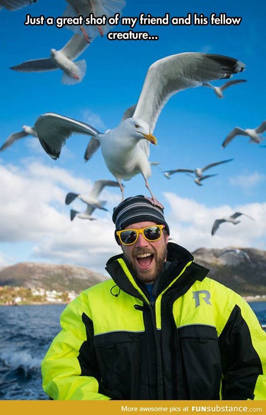 Ultra-photogenic seagull