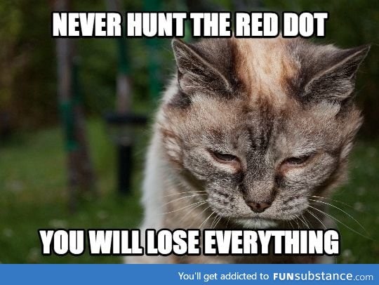 Advice from a wise old cat