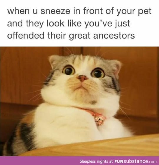 How animals look when you sneeze