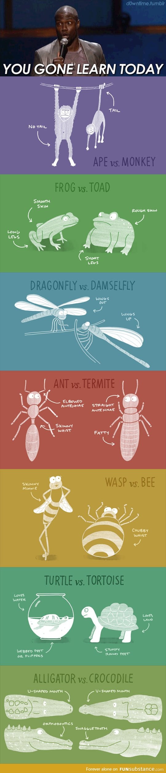 How to identify and differentiate between different species