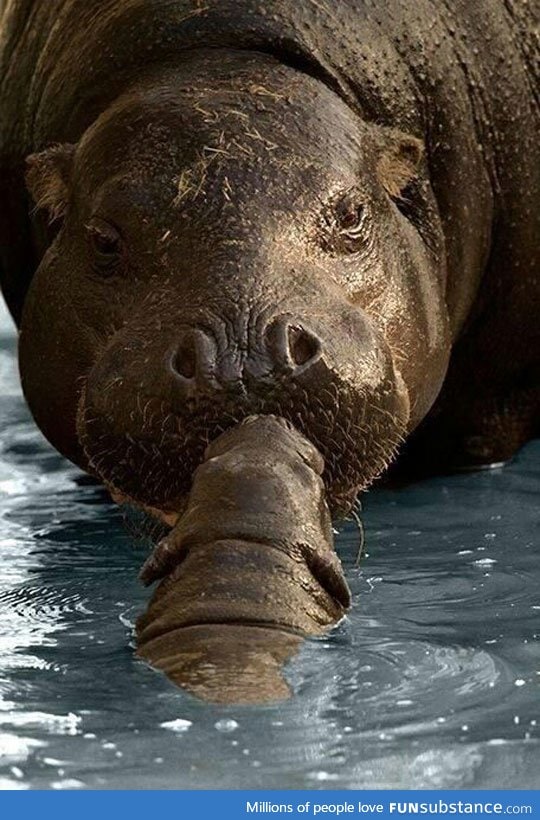 Baby hippo kissing her mother