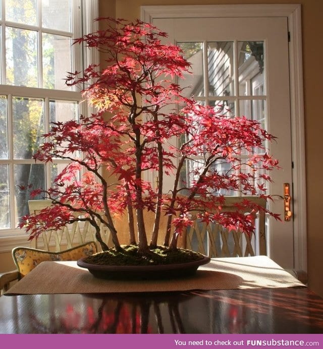 Bonsai Maple Forest in Autumn