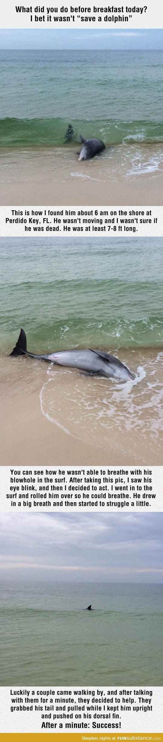 Rescuing a dolphin