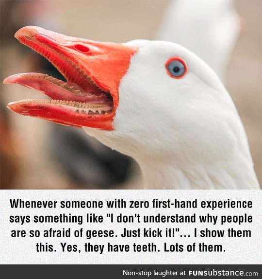 They have teeth, people