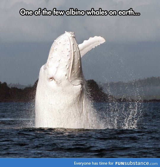 Australian albino whale