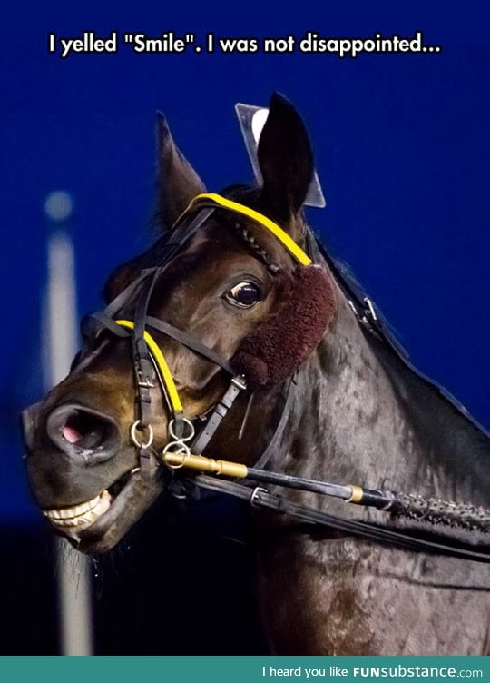 Smiling horse