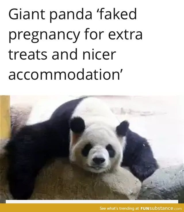 Pandas are now Evolving!