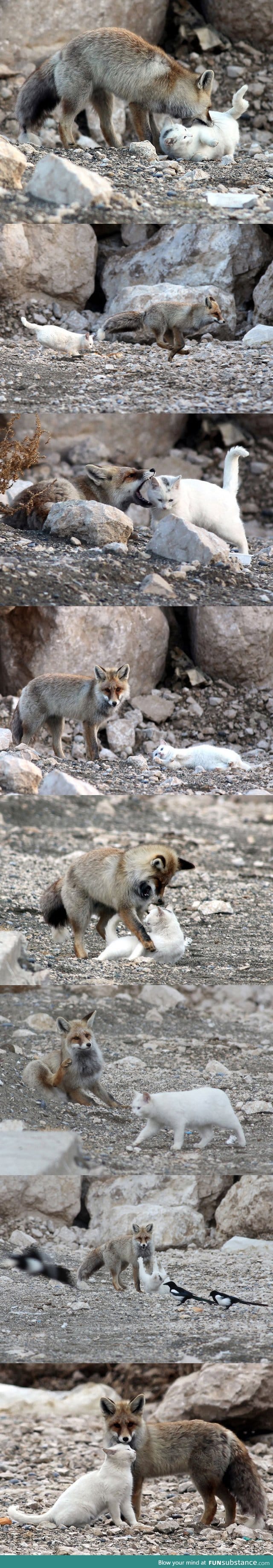 Fox and cat best buds