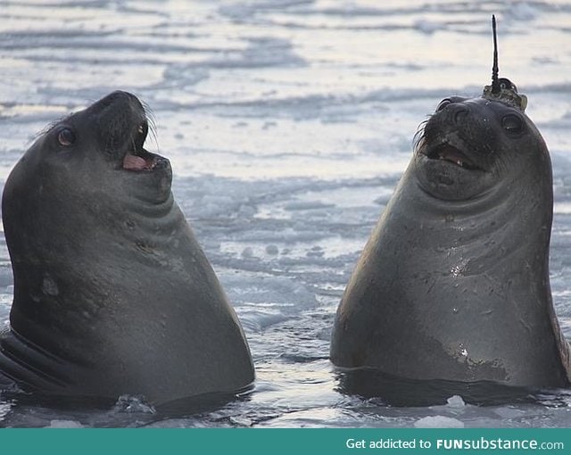 A seal with a data-logger on its head