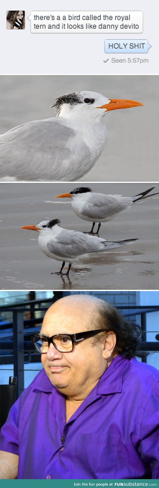 Danny devito bird