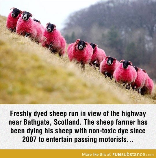 Pink sheep