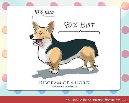 Diagram of a corgi