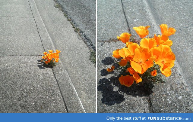 Flower blooming in Concrete