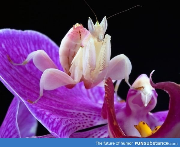 The orchid mantis